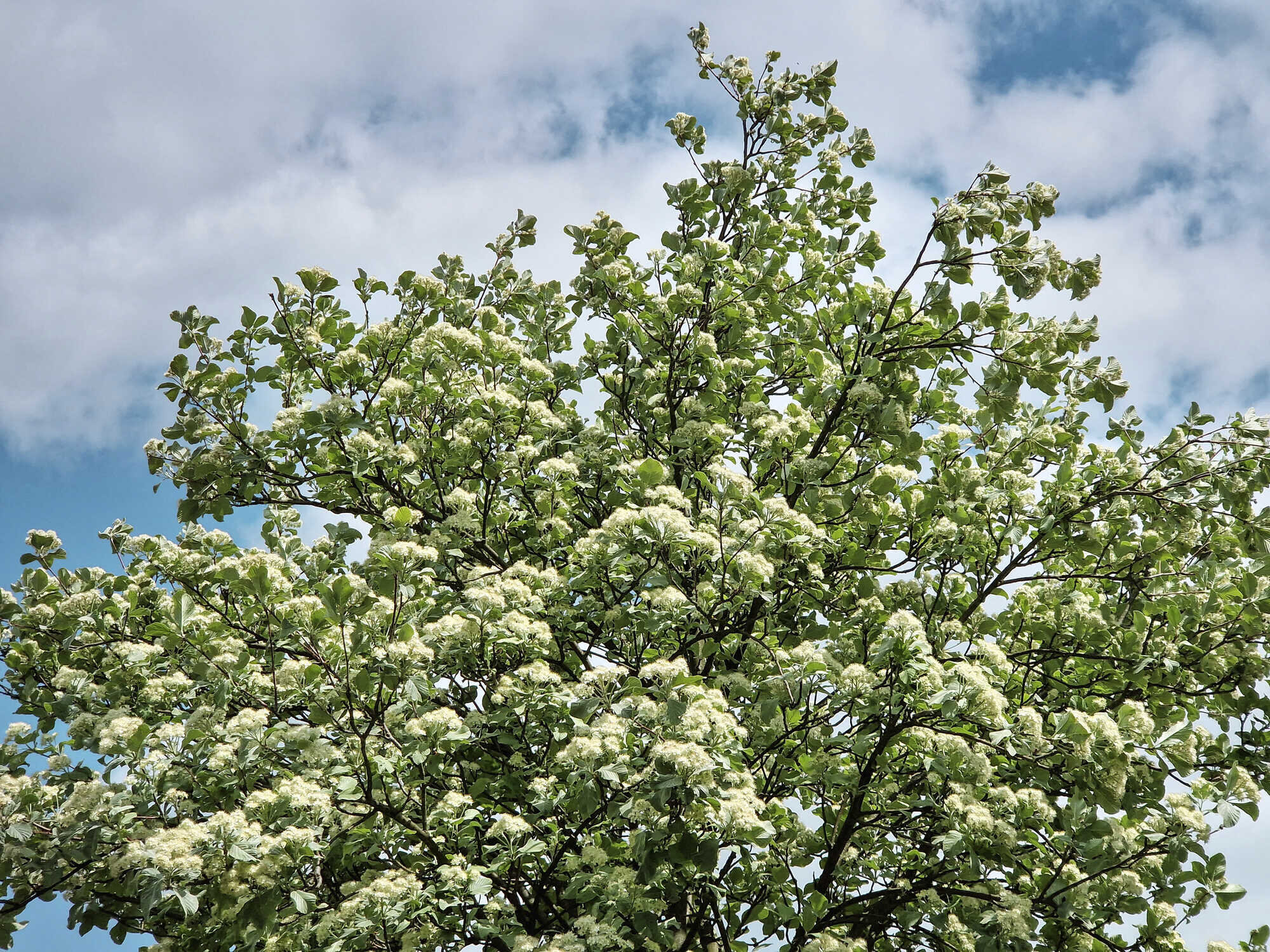 Die Echte Mehlbeere Baum des Jahres 2024 AFZ DerWald 42024