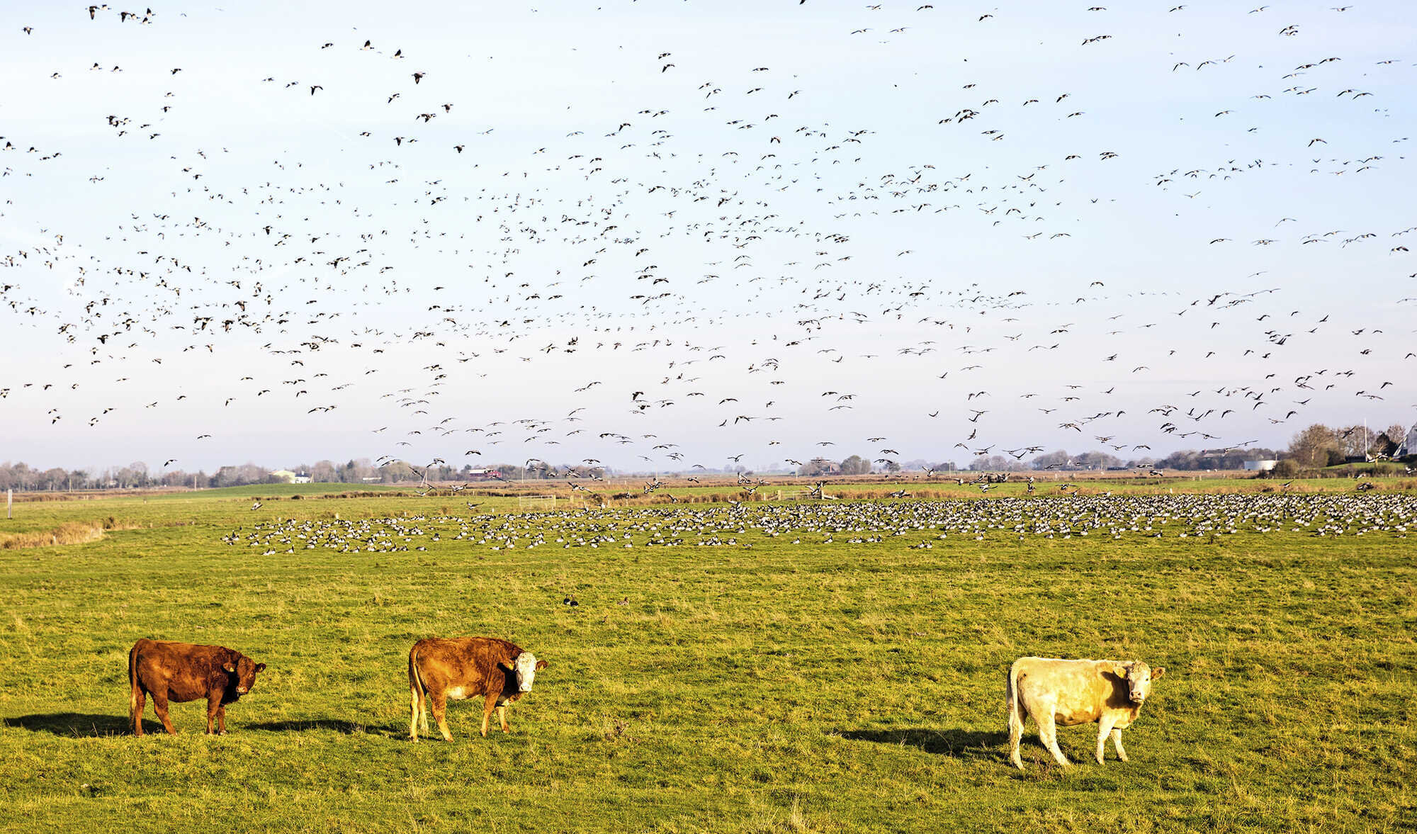 75 000 Euro Entschädigung für Gänsefraß agrarheute 2 2023