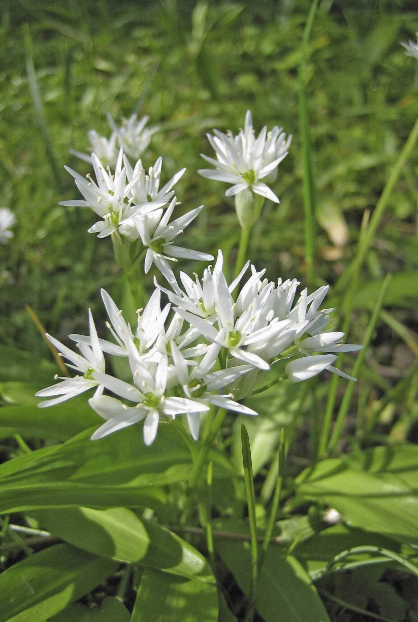 Kein Frühling ohne Bärlauch - Bayerisches Landwirtschaftliches ...