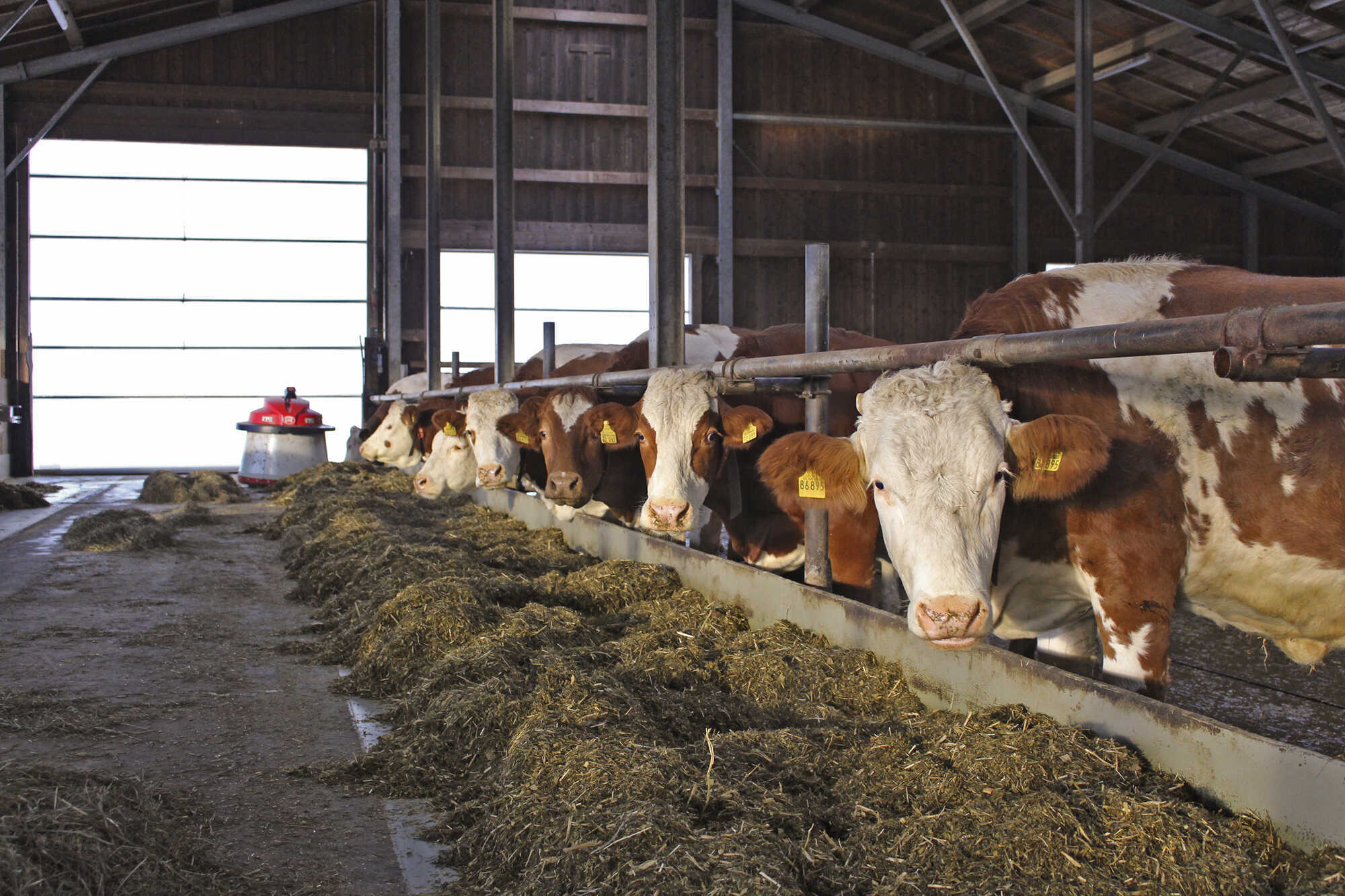 ausstieg-aus-der-anbindehaltung-bayerisches-landwirtschaftliches