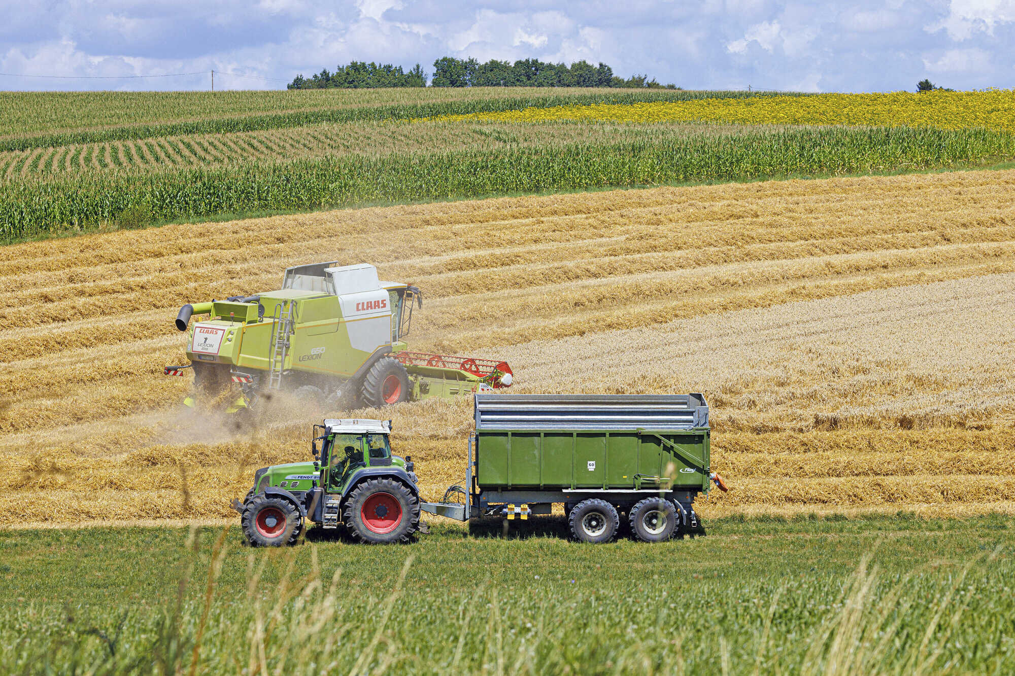 Getreideernte Heuer Eine Zitterpartie Bayerisches