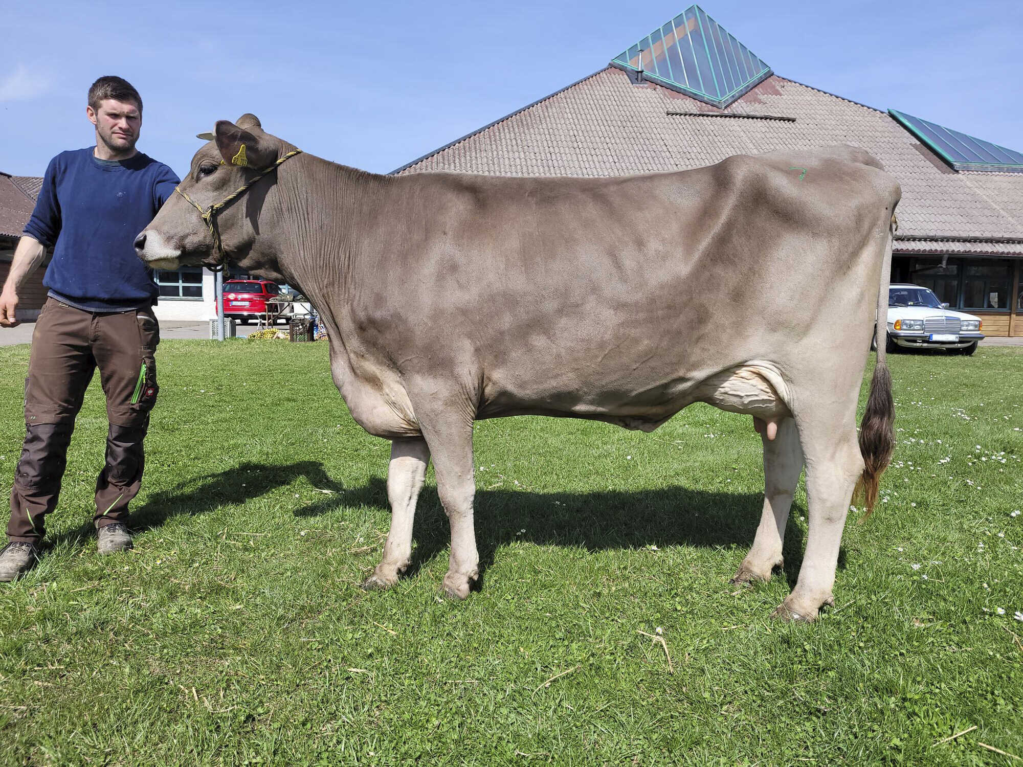 Gute Nachfrage Nach Zuchttieren Bayerisches Landwirtschaftliches