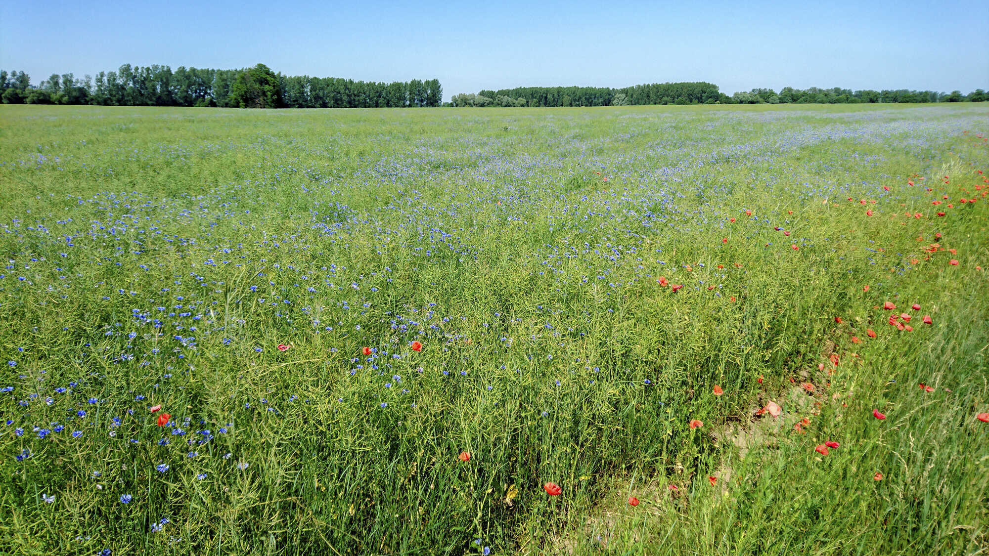 Kornblumenhonig Neues Nachweisverfahren Bienen Natur 10 2022