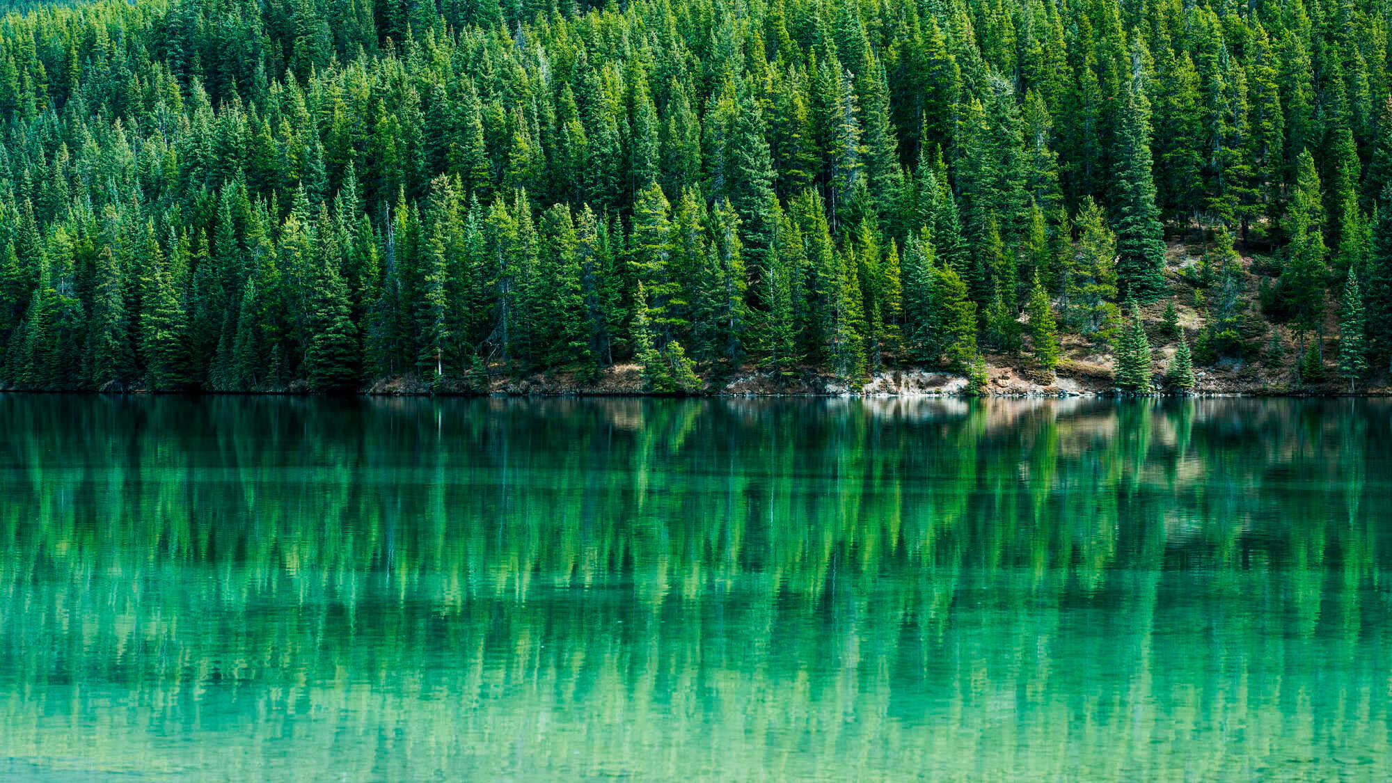 Wald erwerben und bewirtschaften in Kanada - Deutscher Waldbesitzer 1-2021