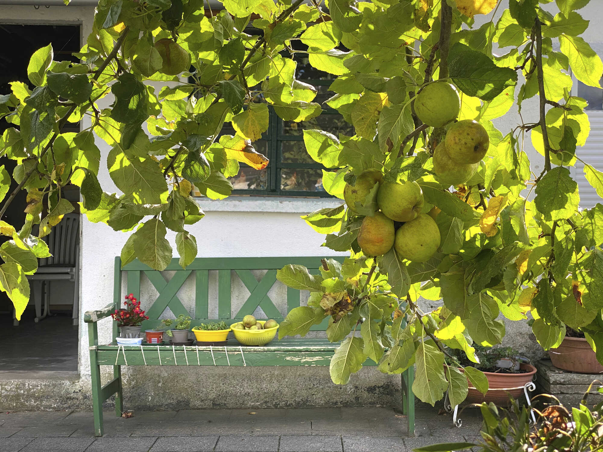 Oma Marthas Garten - kraut&amp;rüben 1-2023