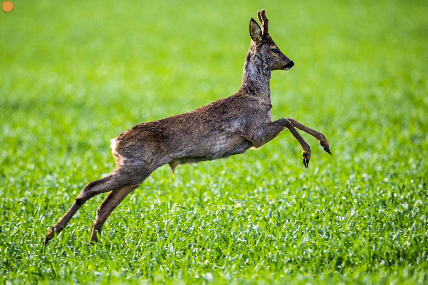 Bei Wildbret zugreifen - LAND &amp; FORST 19-2020