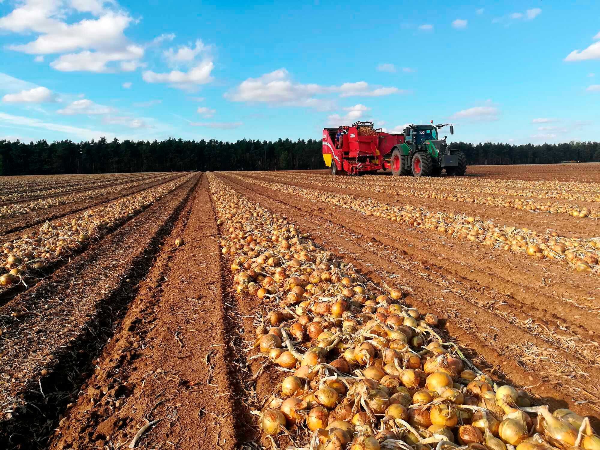 Zwiebelanbau weiter ausgedehnt - LAND & FORST 41-2020