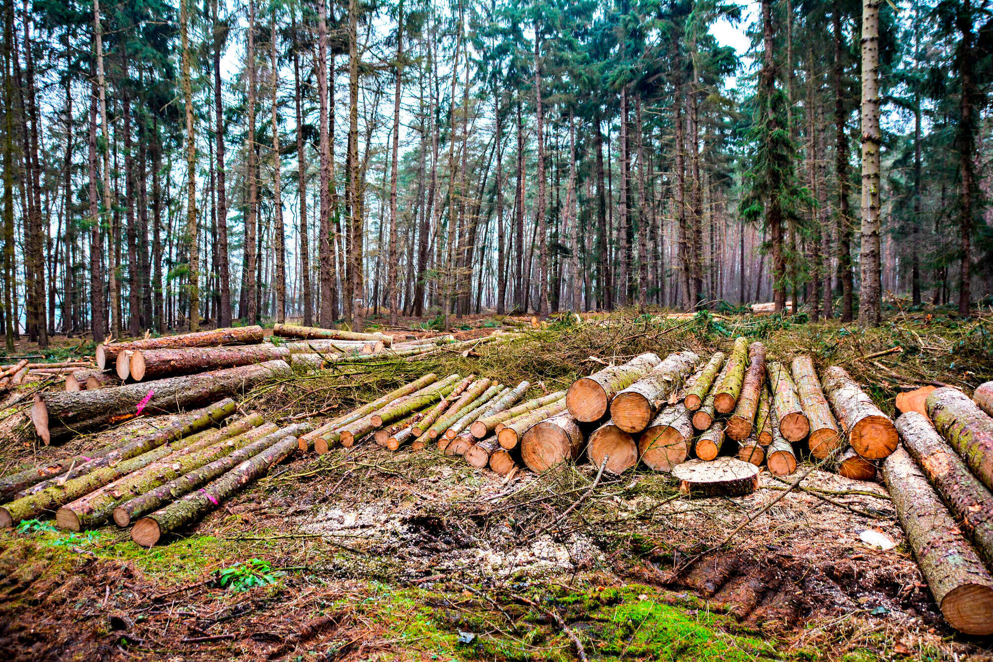 Eine längst überfällige Würdigung LAND FORST 8 2021