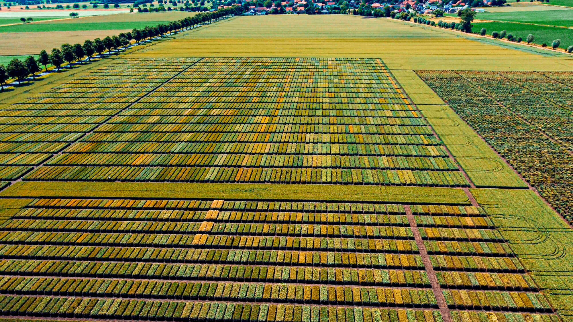 Der Weizenanbau Hat Sehr Viel Zukunft Land Forst