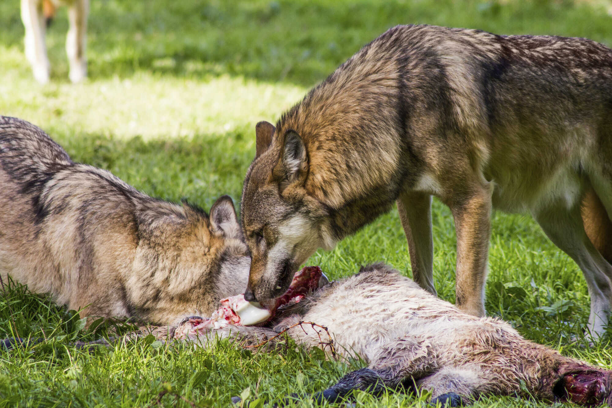 Es gibt immer mehr Wölfe, aber immer weniger Wolfsrisse - LAND & FORST  50-2022