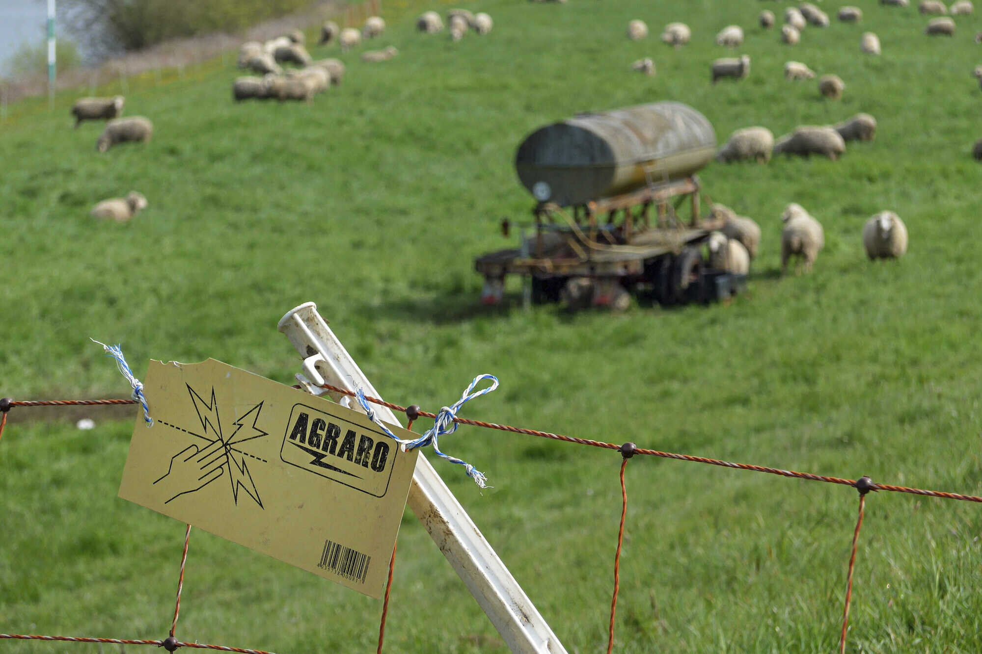 Verein Fordert Neues Wolfskonzept Land Forst