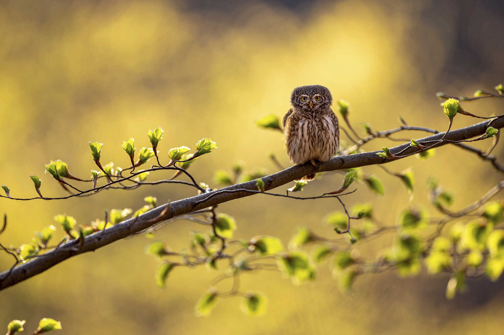 Der Harz Im Bild Land Forst