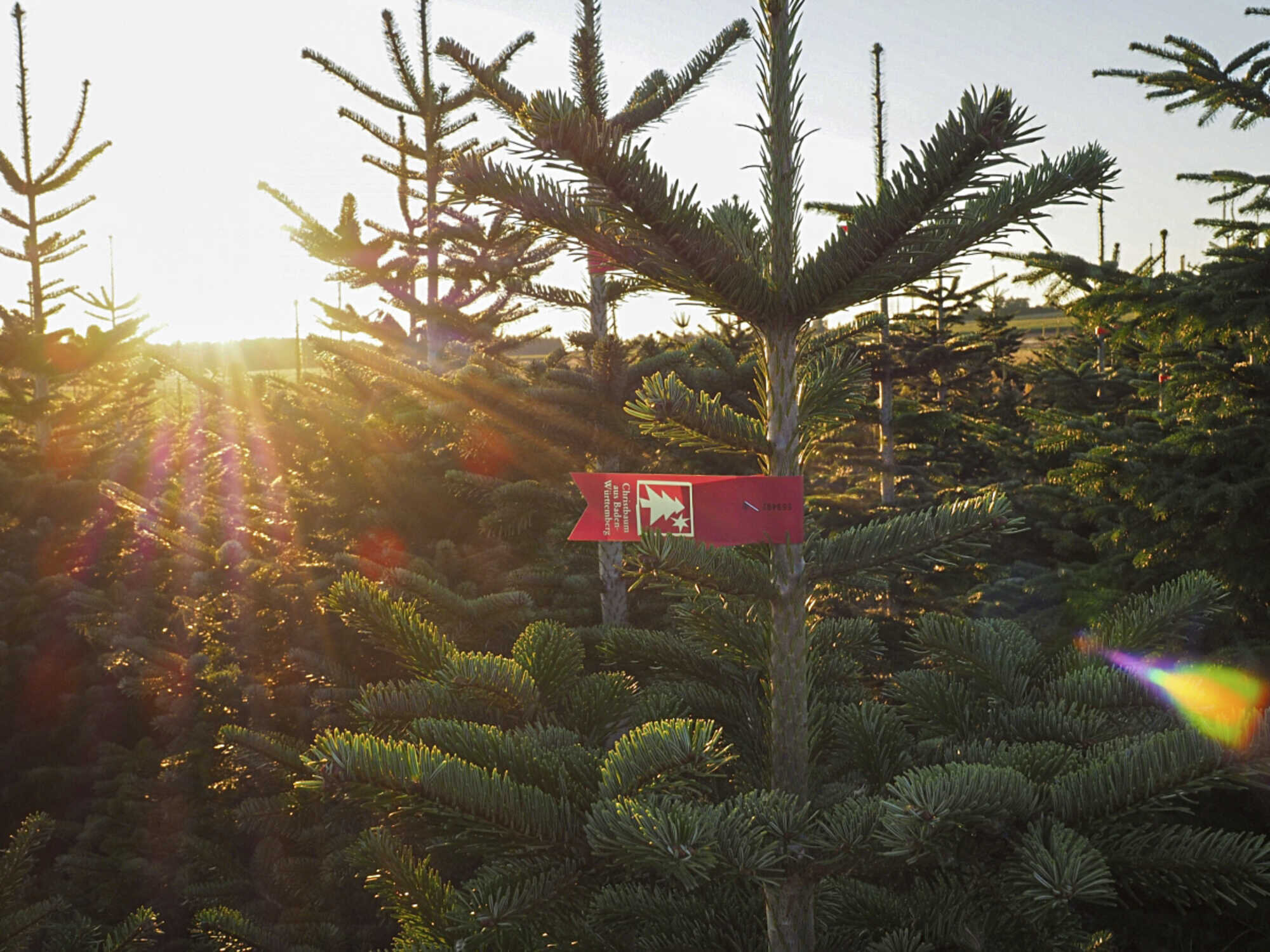 Welcher Christbaum darf es sein natürlich oder Plastik? LAND