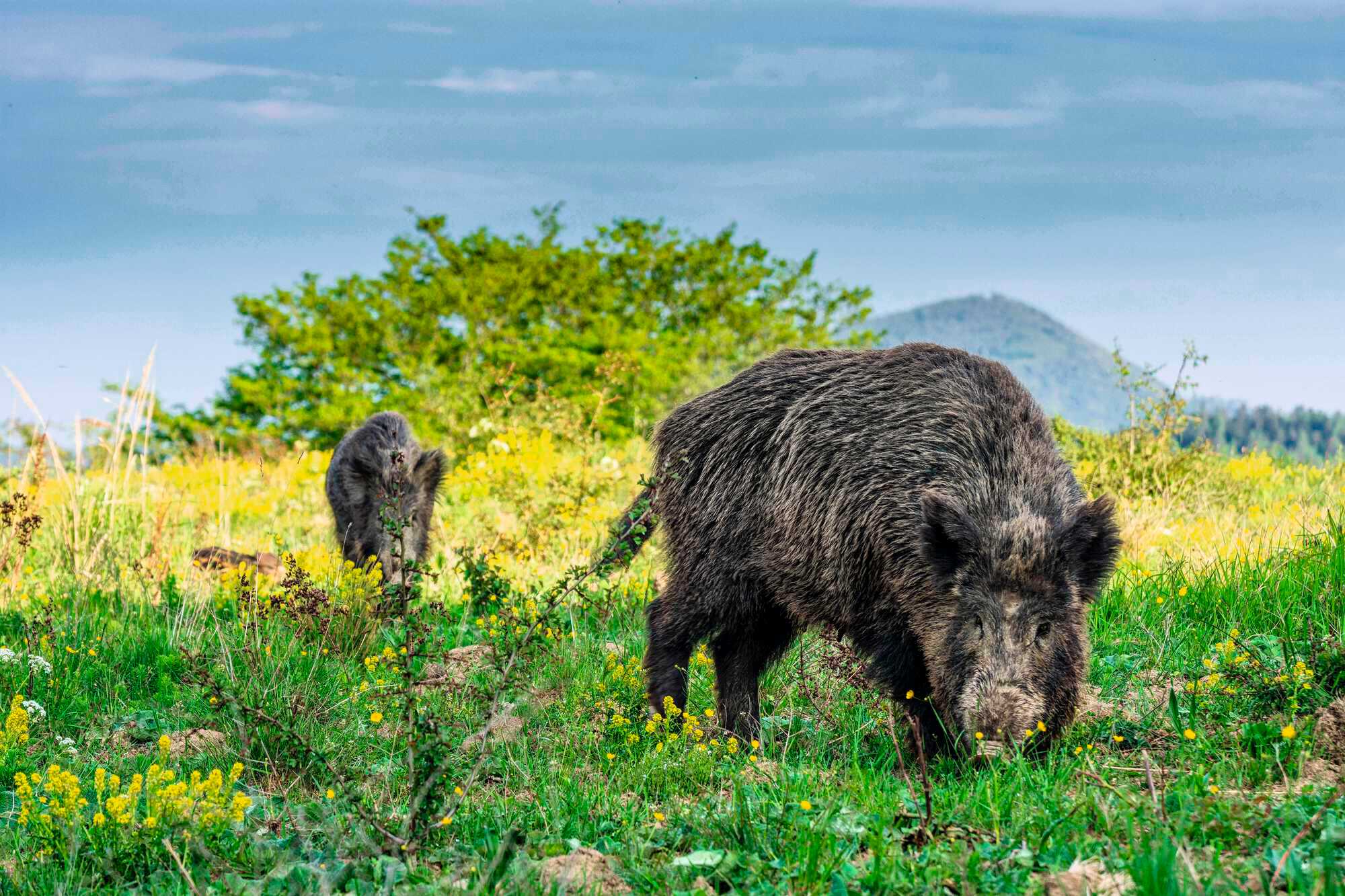 Wildschweine Fressen Bodenbrüter- Niedersächsischer Jäger 10-2021