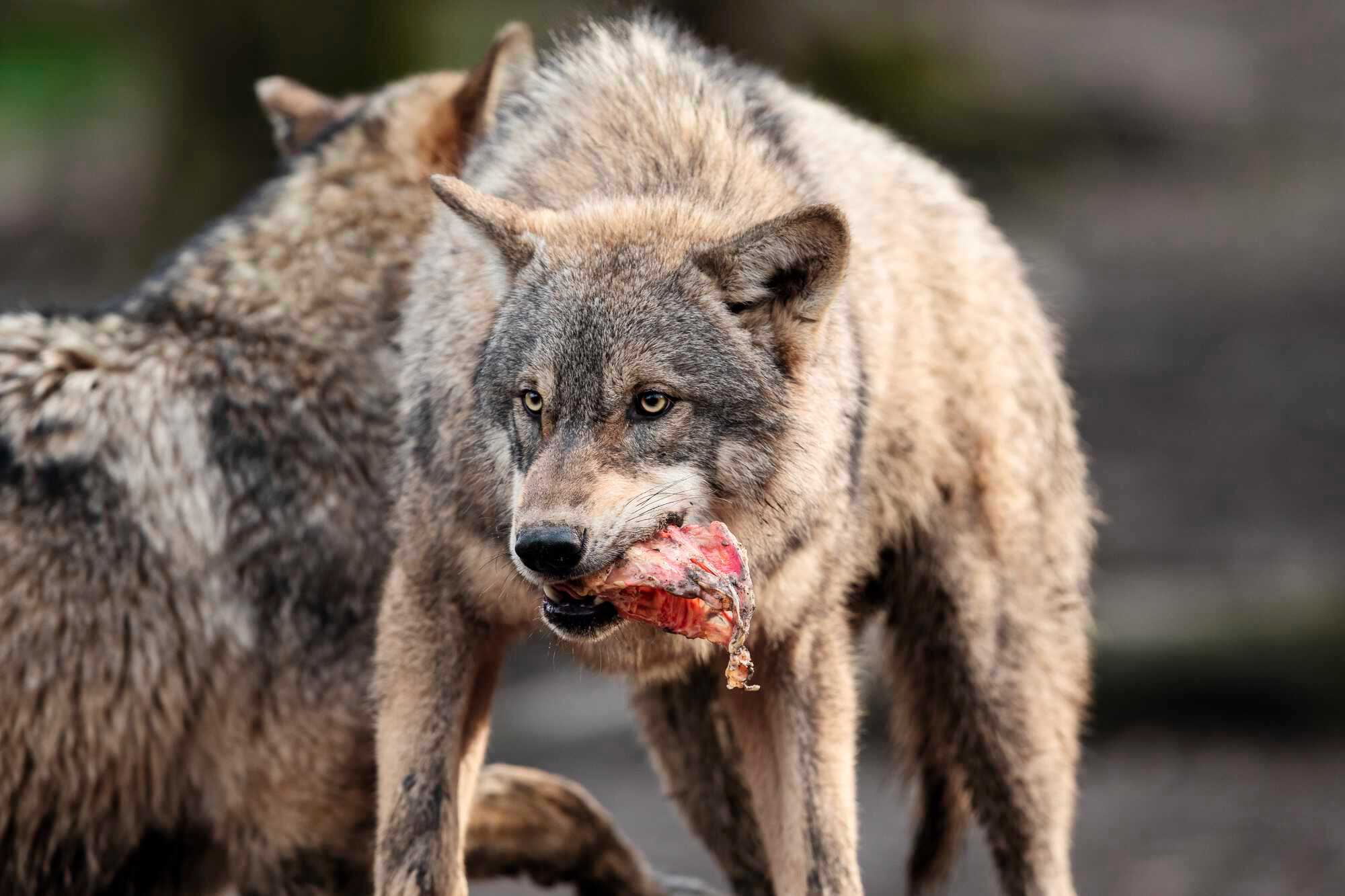 Wolfsberater weiterhin im Amt - Niedersächsischer Jäger 5-2022