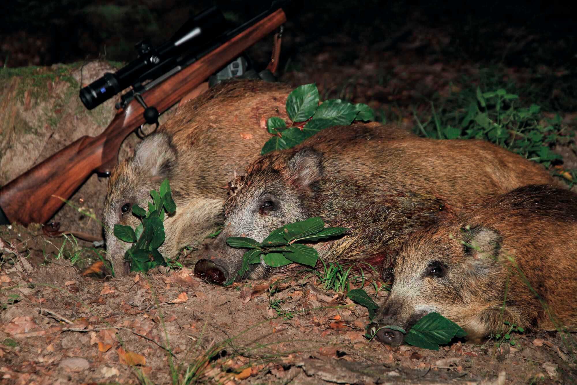 Untersuchungspflicht für Wildschweine deutlich ausgedehnt PIRSCH 21 2021