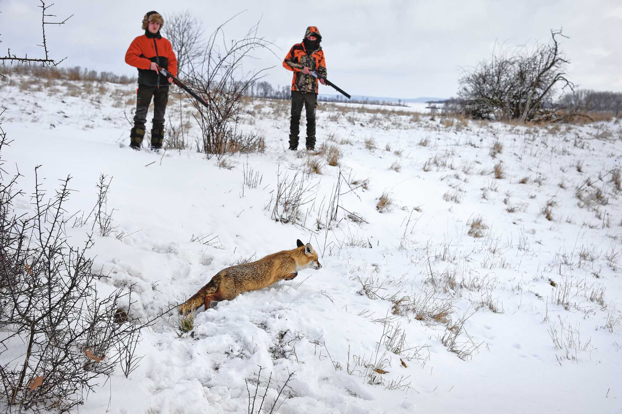 Tipps Tricks Zur Baujagd Auf Den Fuchs Pirsch