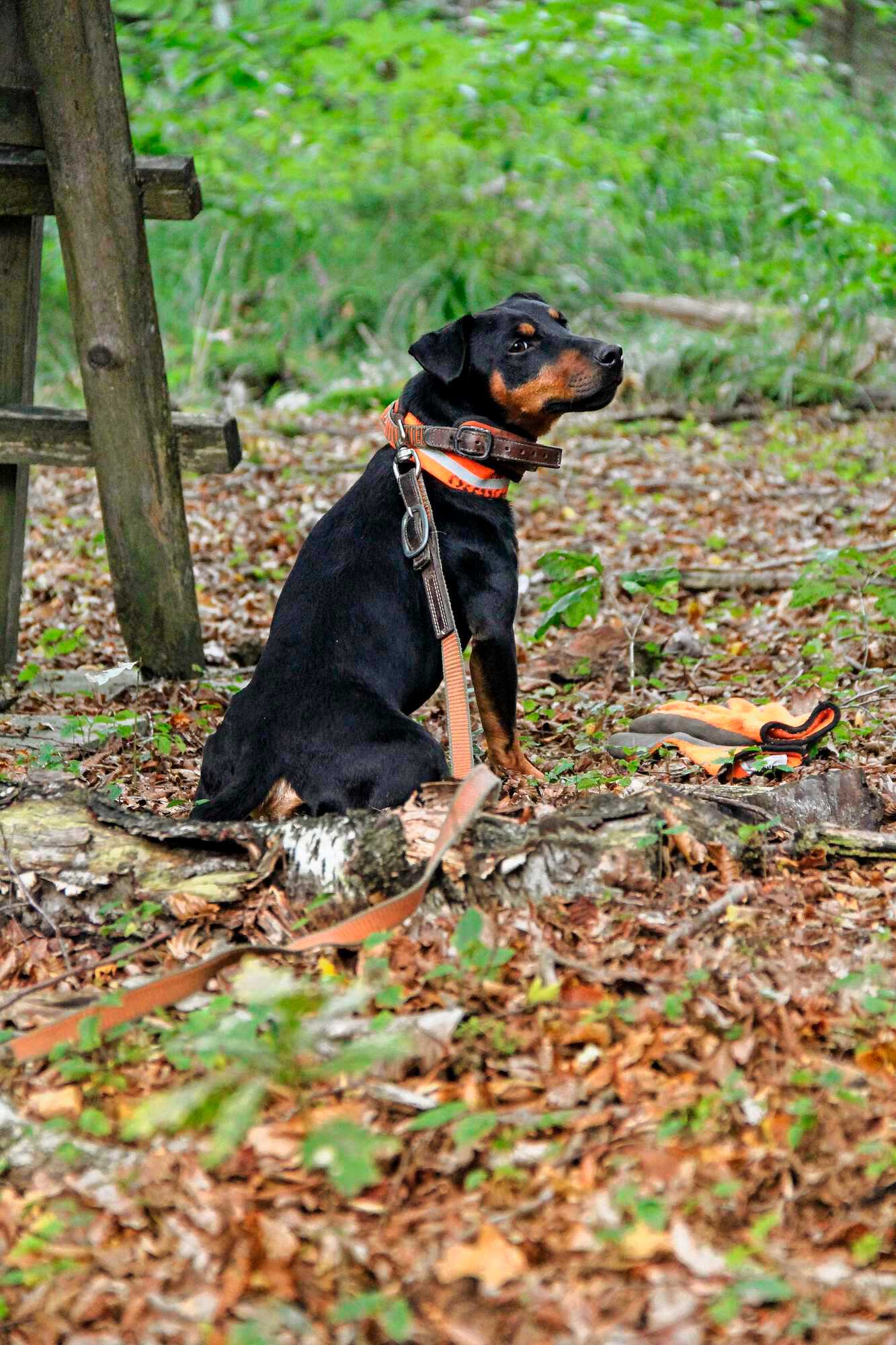 Deutscher Jagdterrier Unsere Jagd