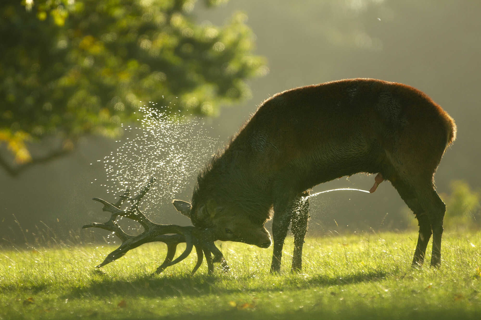 Hirschbrunft: Mit allen Mitteln - unsere Jagd 9-2022