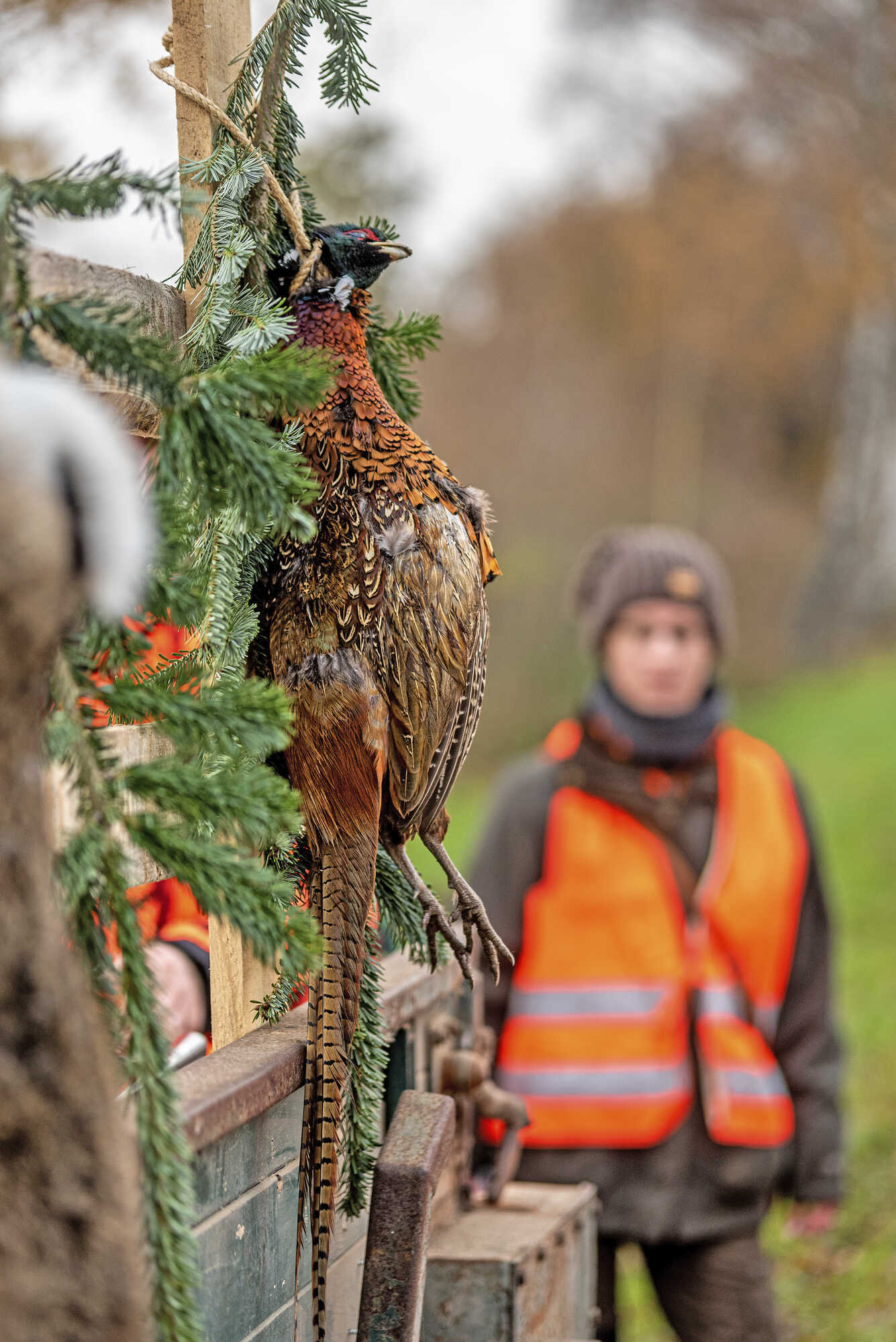 Niederwild: Stockeljagd auf Hase und Fasan - unsere Jagd 2-2023