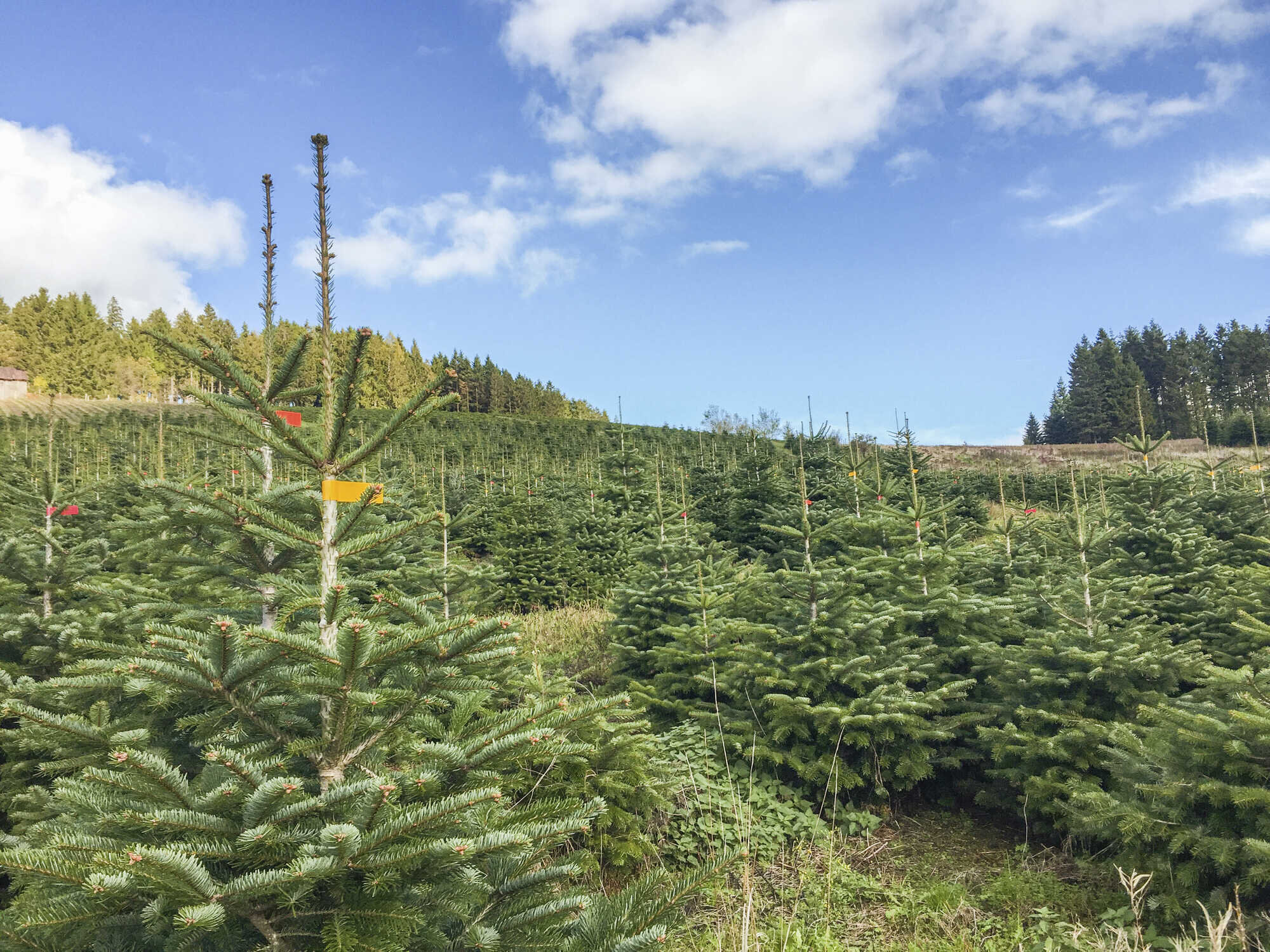 Darauf ist beim Weihnachtsbaum zu achten AFZ DerWald 232022