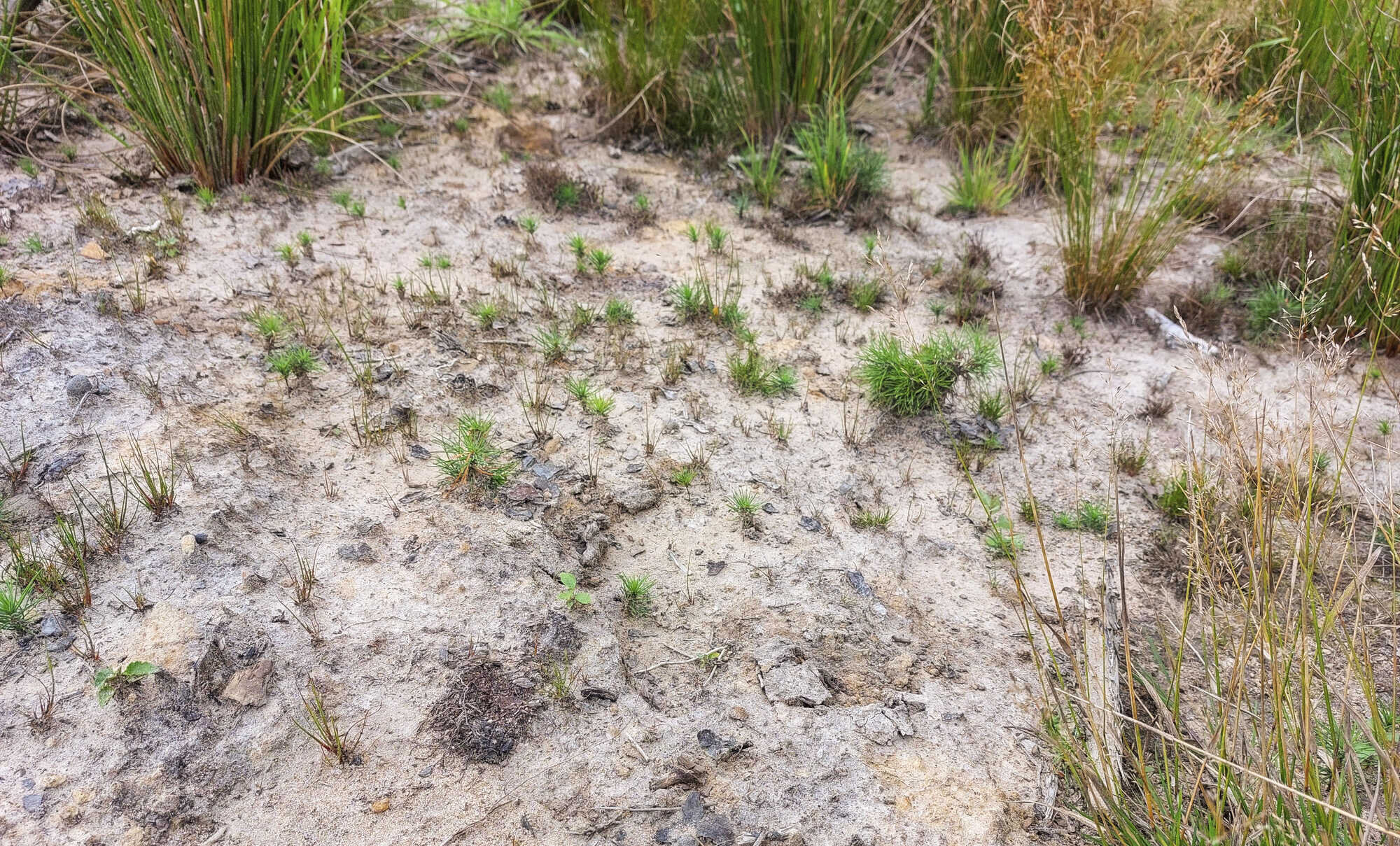 Verjüngung der Waldkiefer im Klimawandel - AFZ DerWald 7-2024