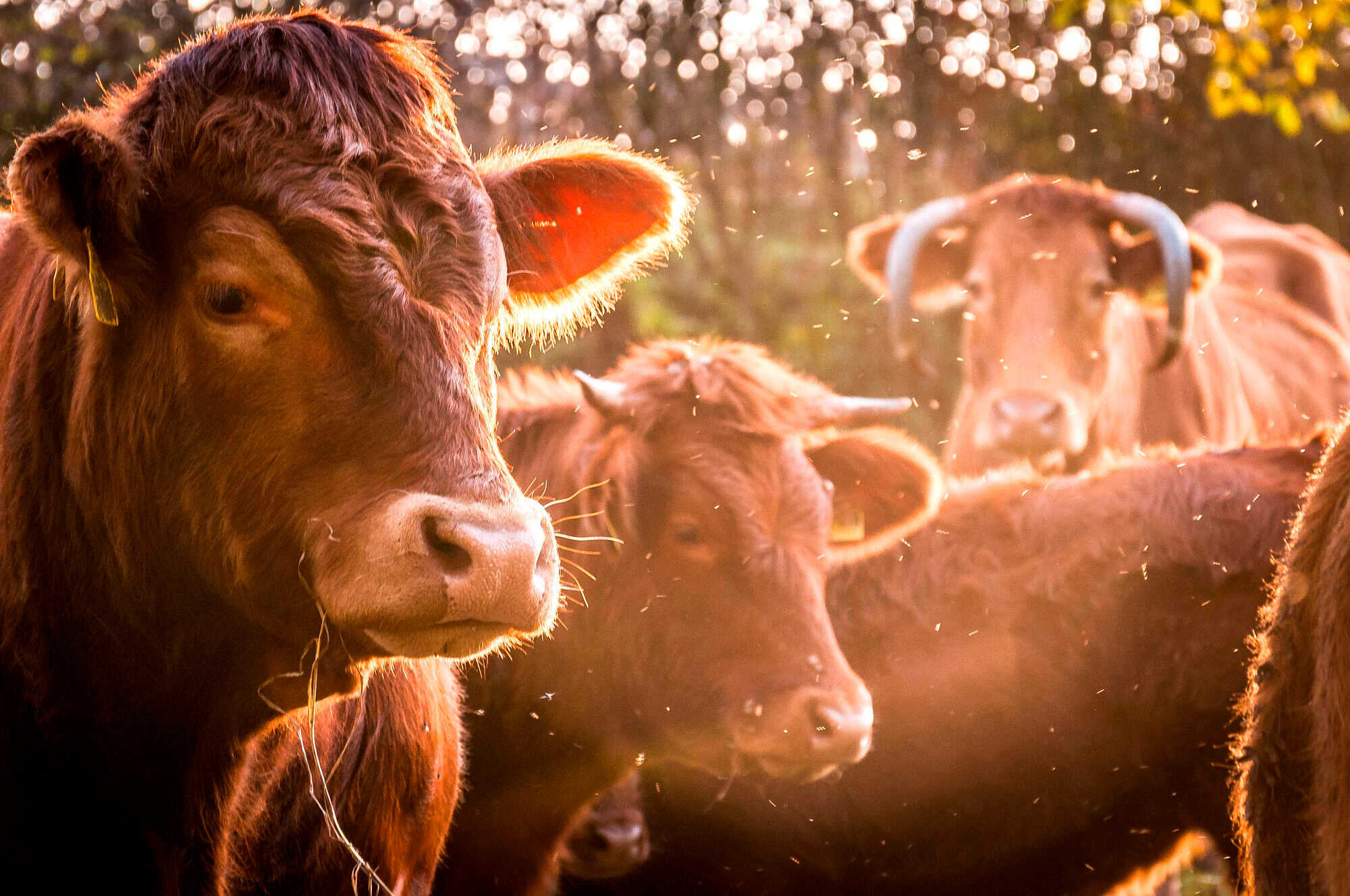 Schmallenberg-Virus In Hessen - Agrarheute 2-2021