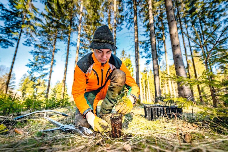 Baumartenwahl Im Klimawandel - Bayerisches Landwirtschaftliches ...