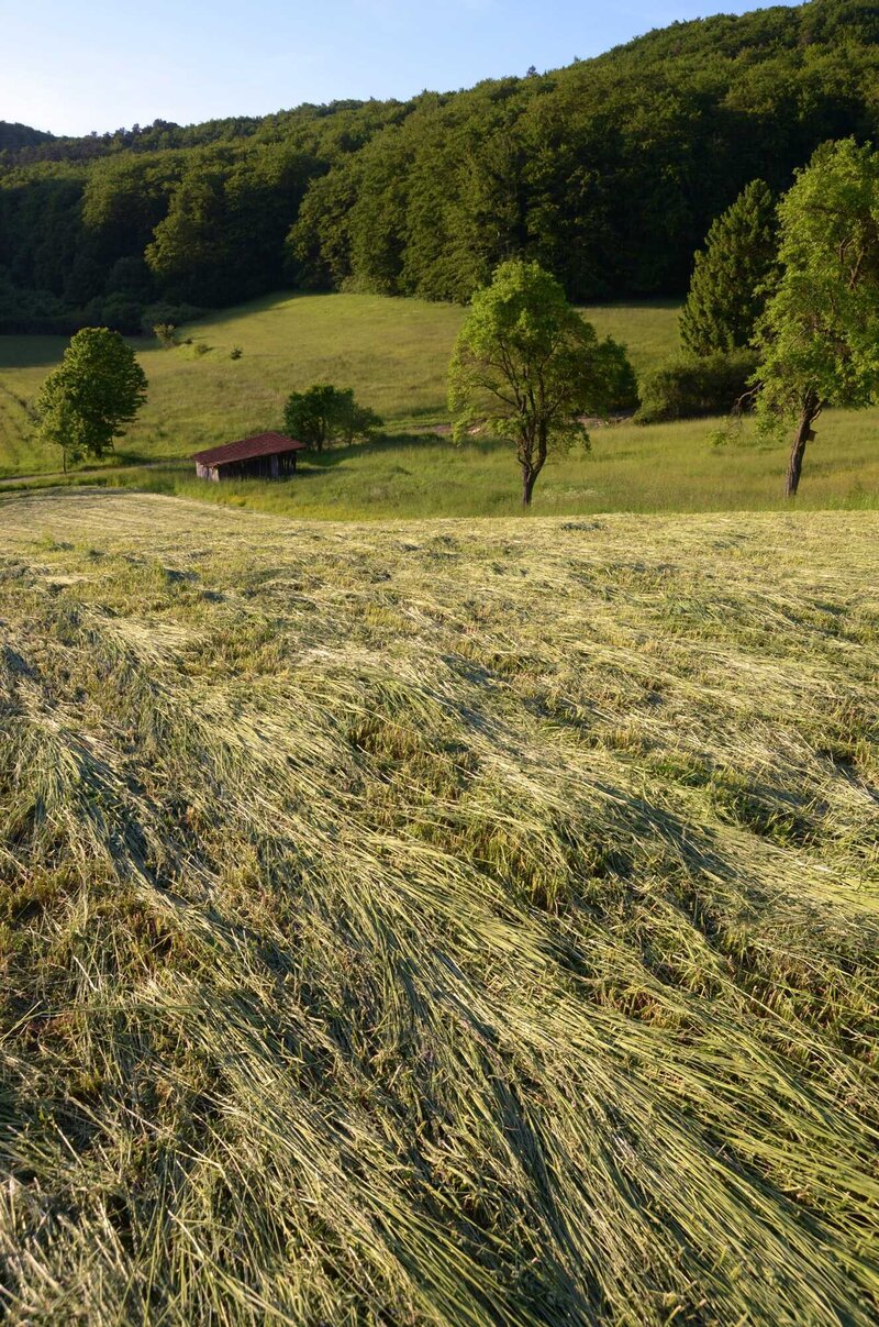 Maßnahmen Auf Dem Grünland - Bayerisches Landwirtschaftliches ...