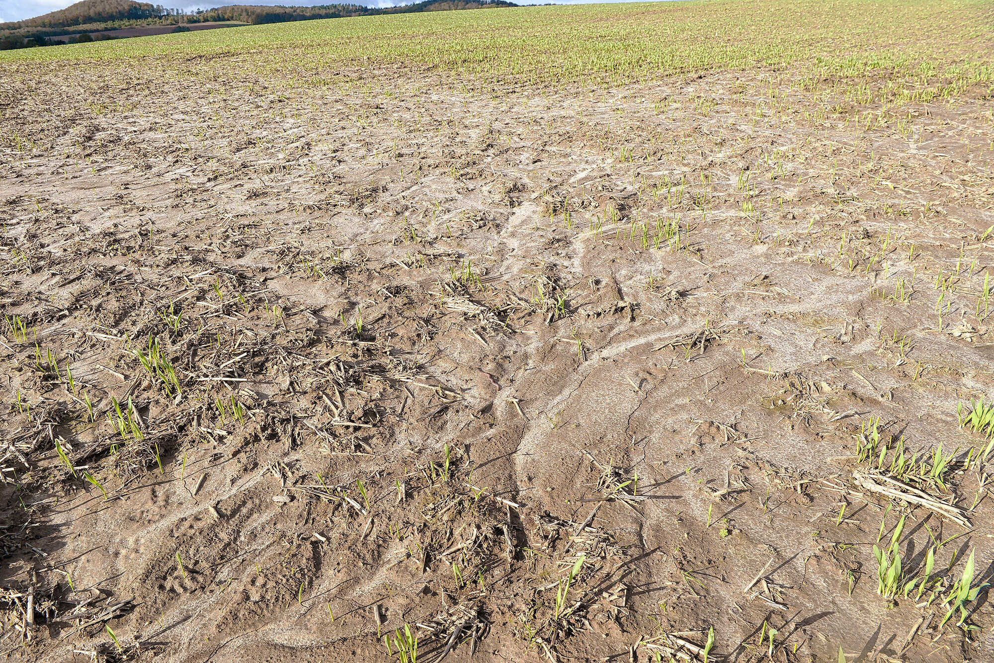 Ist Starkregen Versichert? - Bayerisches Landwirtschaftliches ...