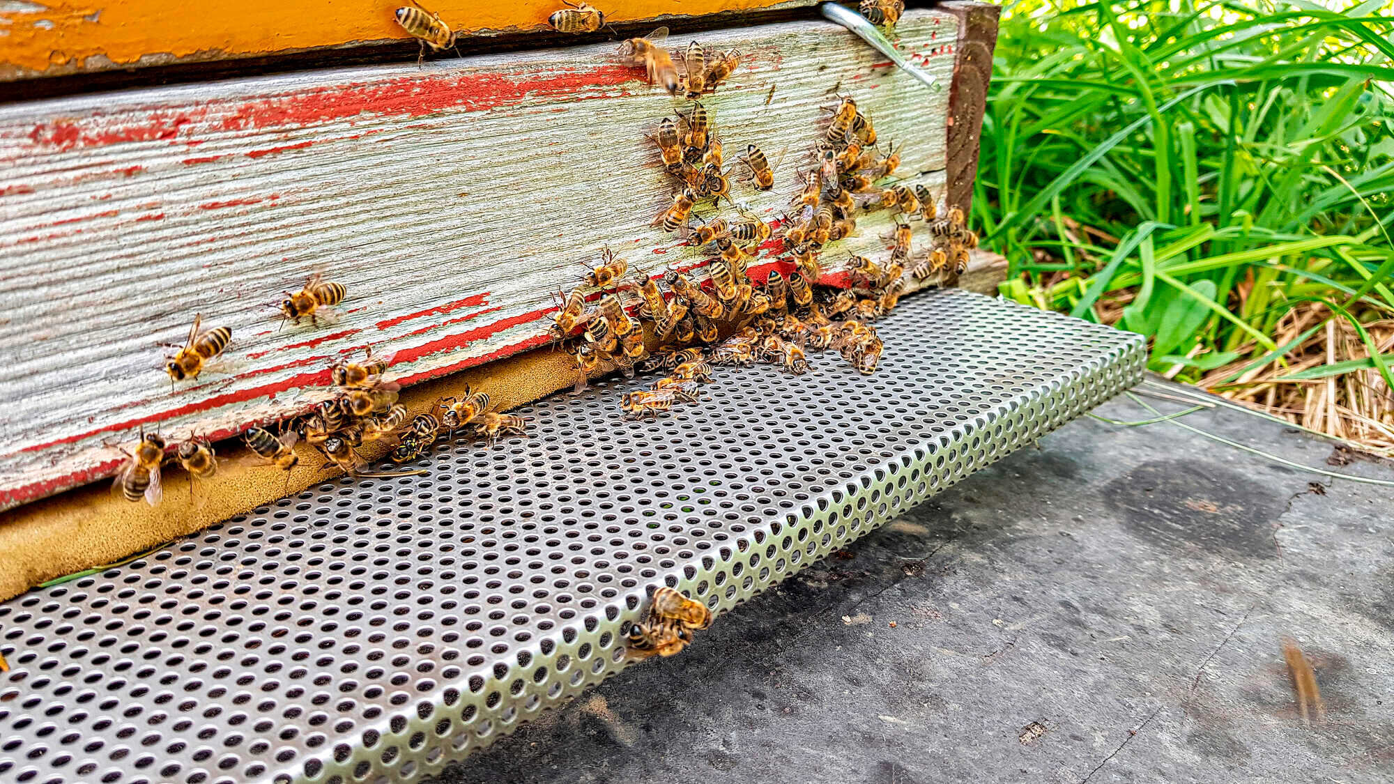 Raub Unter Bienen - Bienen&natur 7-2021