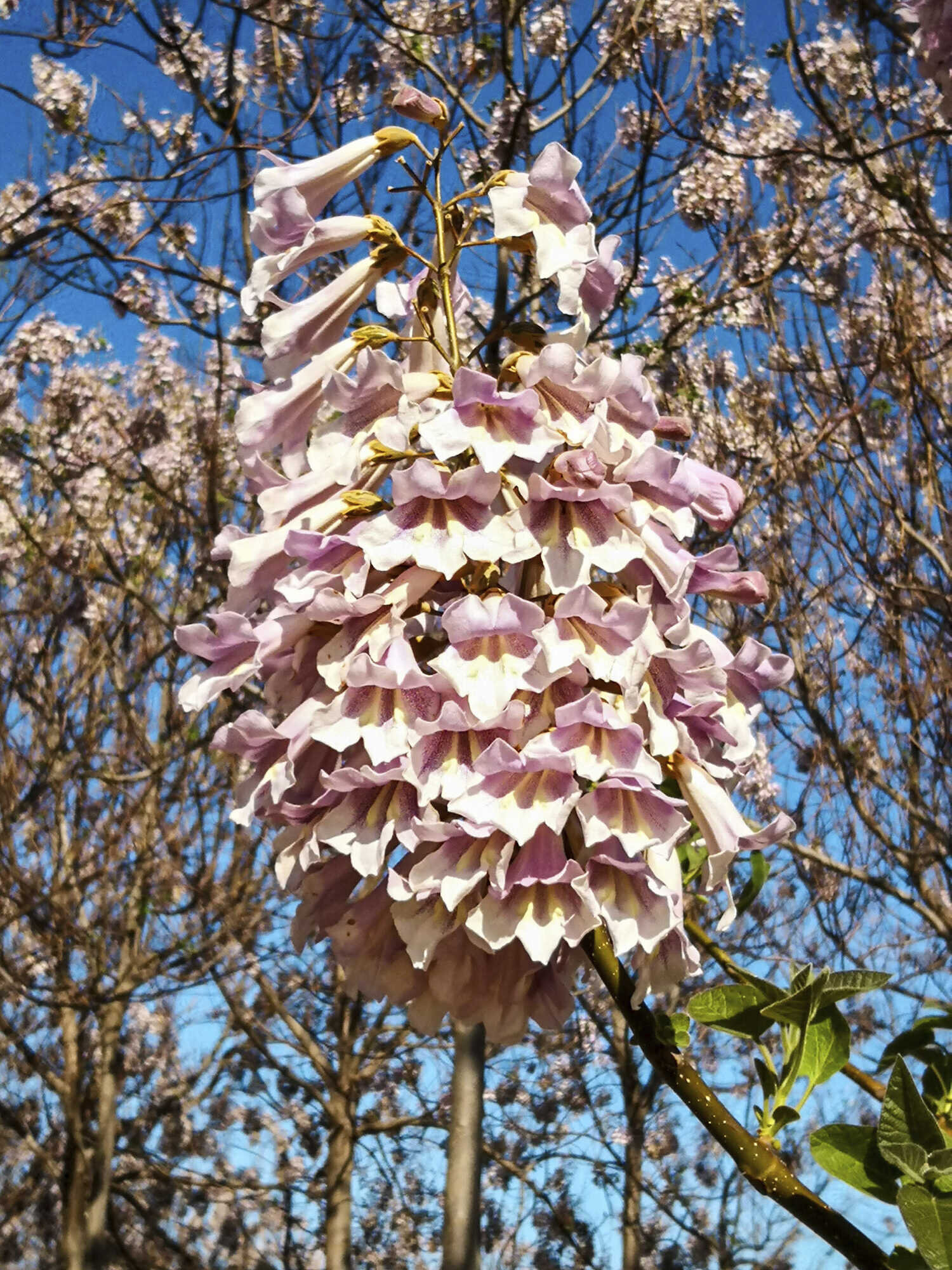 Blauglockenbaum Bilder: Zeichnen lernen mit der Schönheit des Blauregens