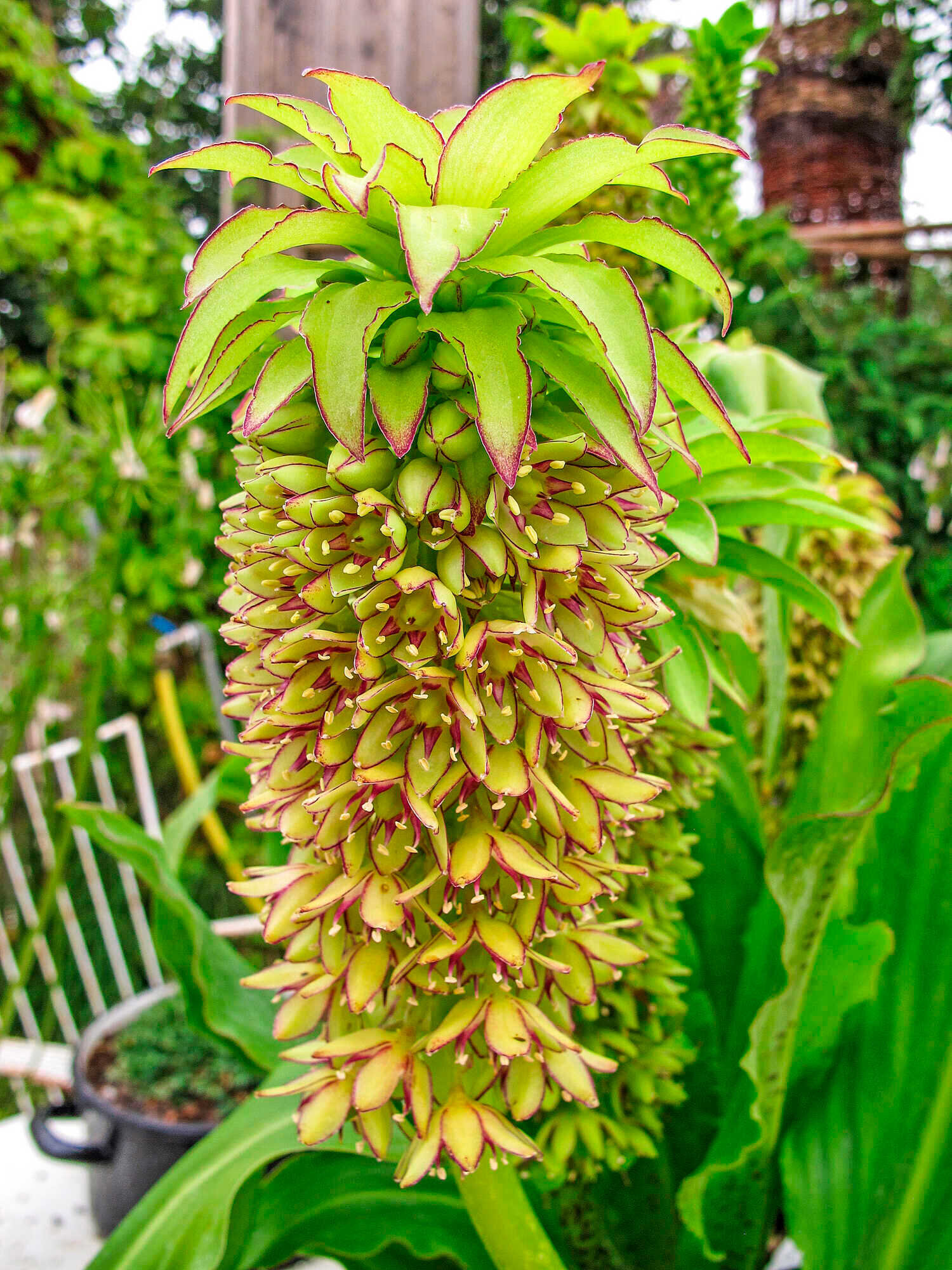 Platz für den Hingucker im Garten LUF 432020