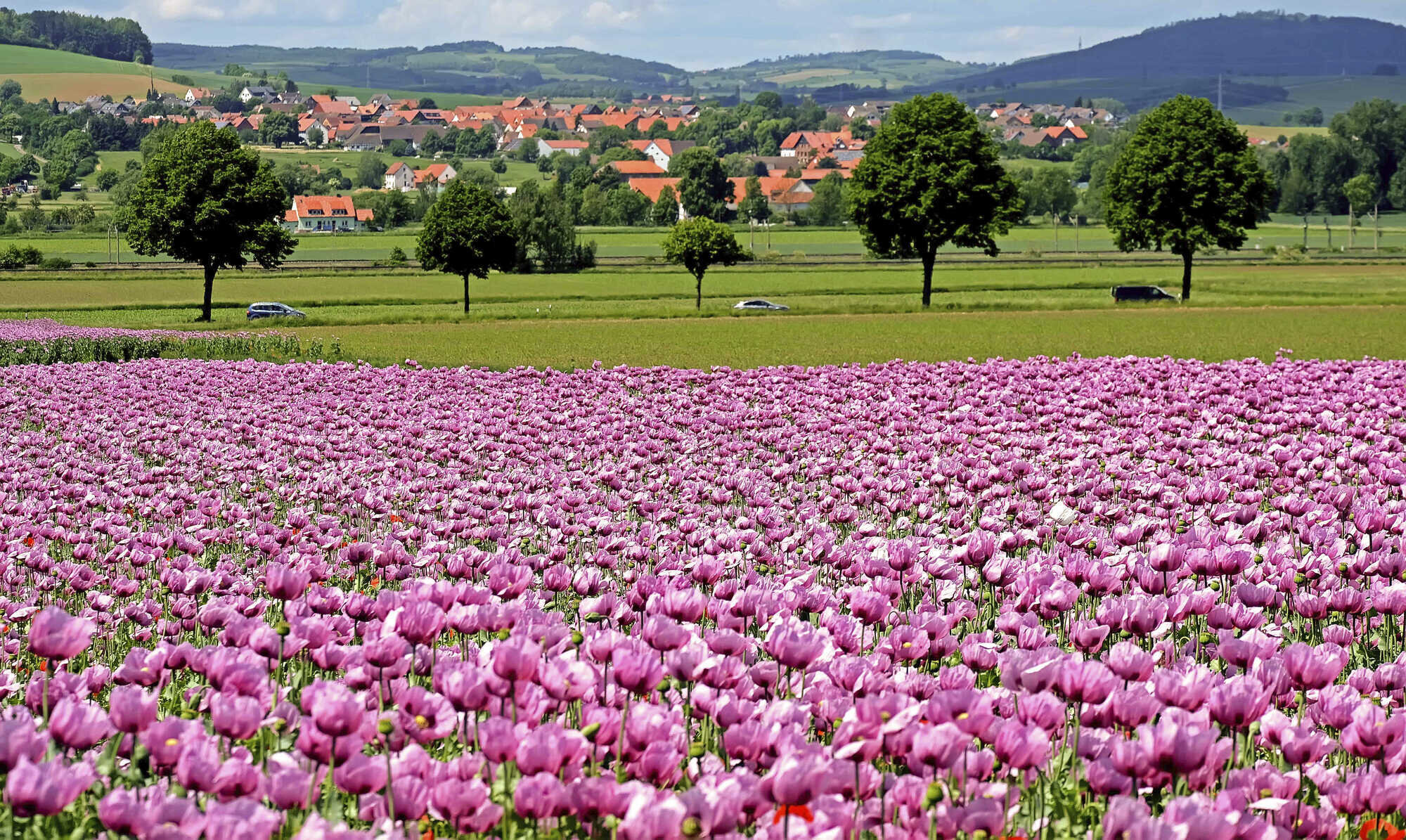 Ein leuchtendes Blütenmeer - LAND & FORST 22-2022