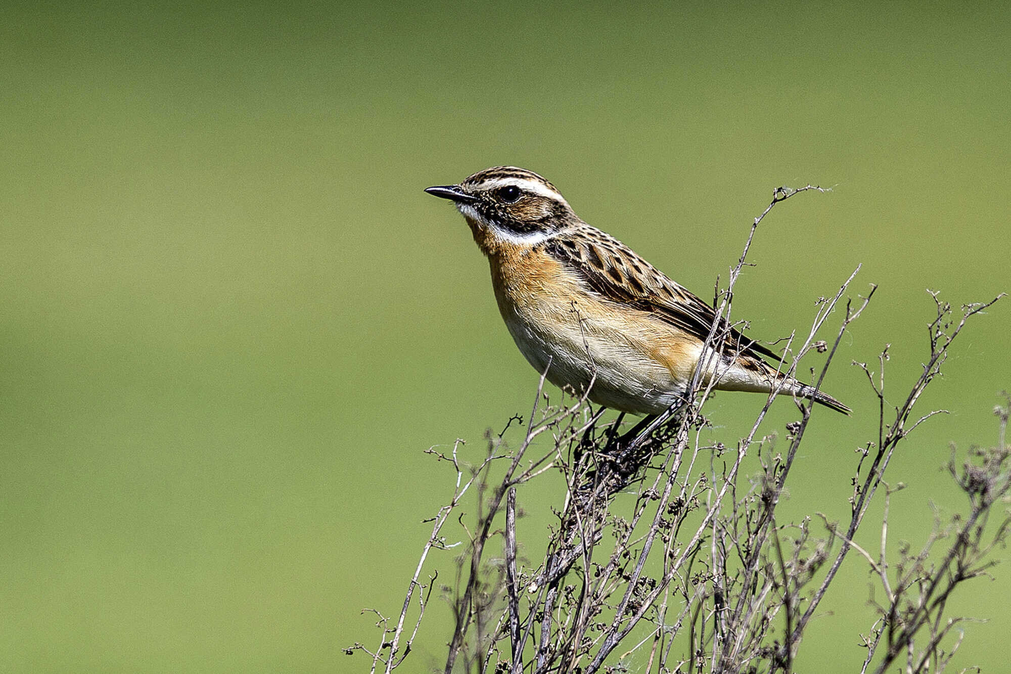 Sperlingsvogel Erneut Im Fokus: Braunkehlchen Ist „Vogel Des Jahres ...