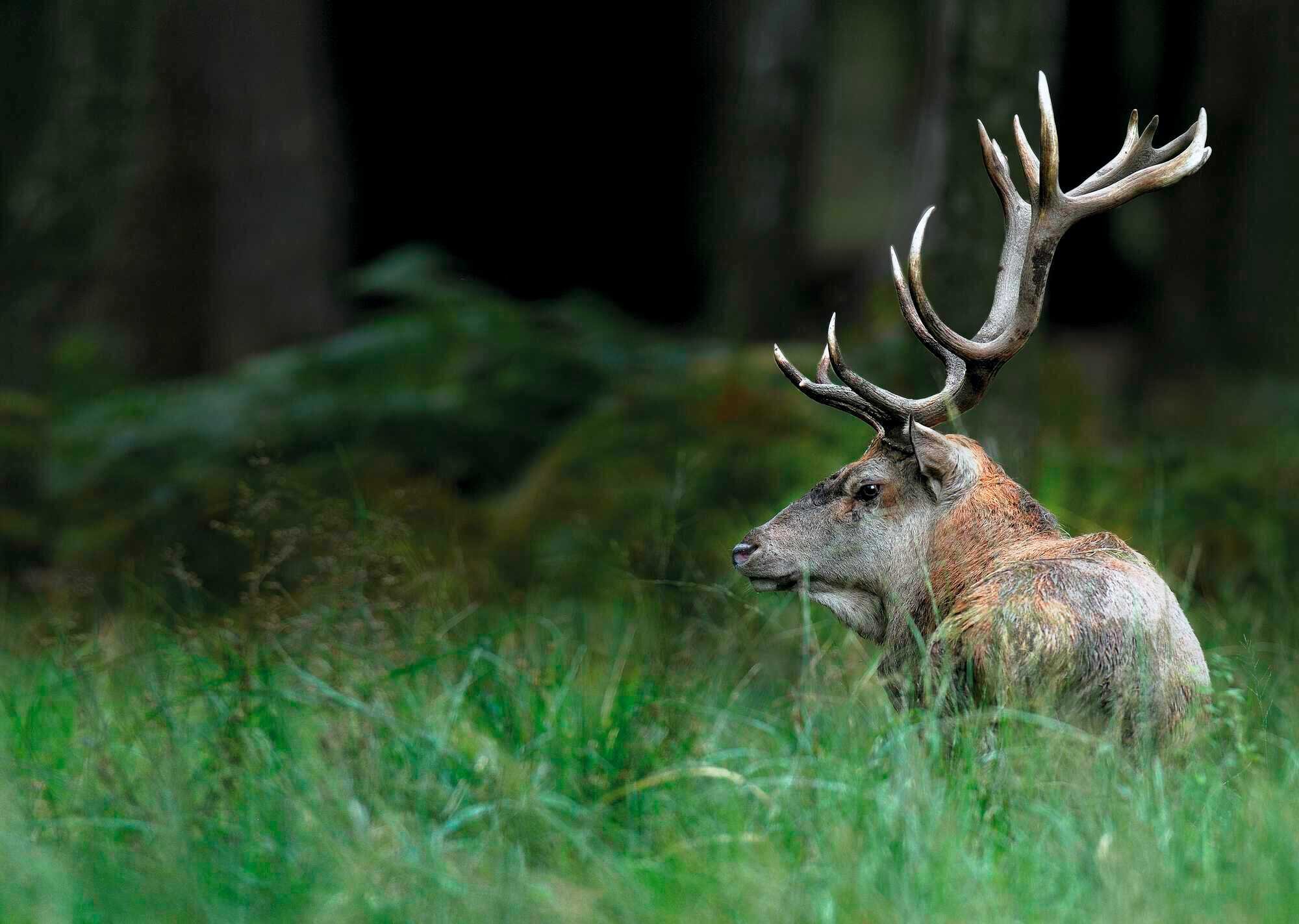 Wie werden Tiere alt?  Niedersächsischer Jäger 92021