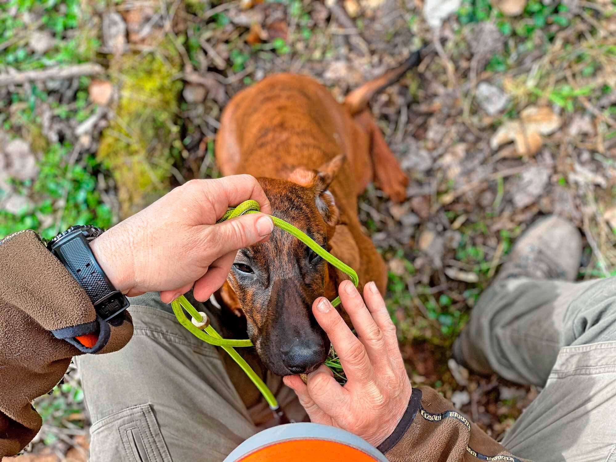 Hals(ung) über Kopf unsere Jagd 62021